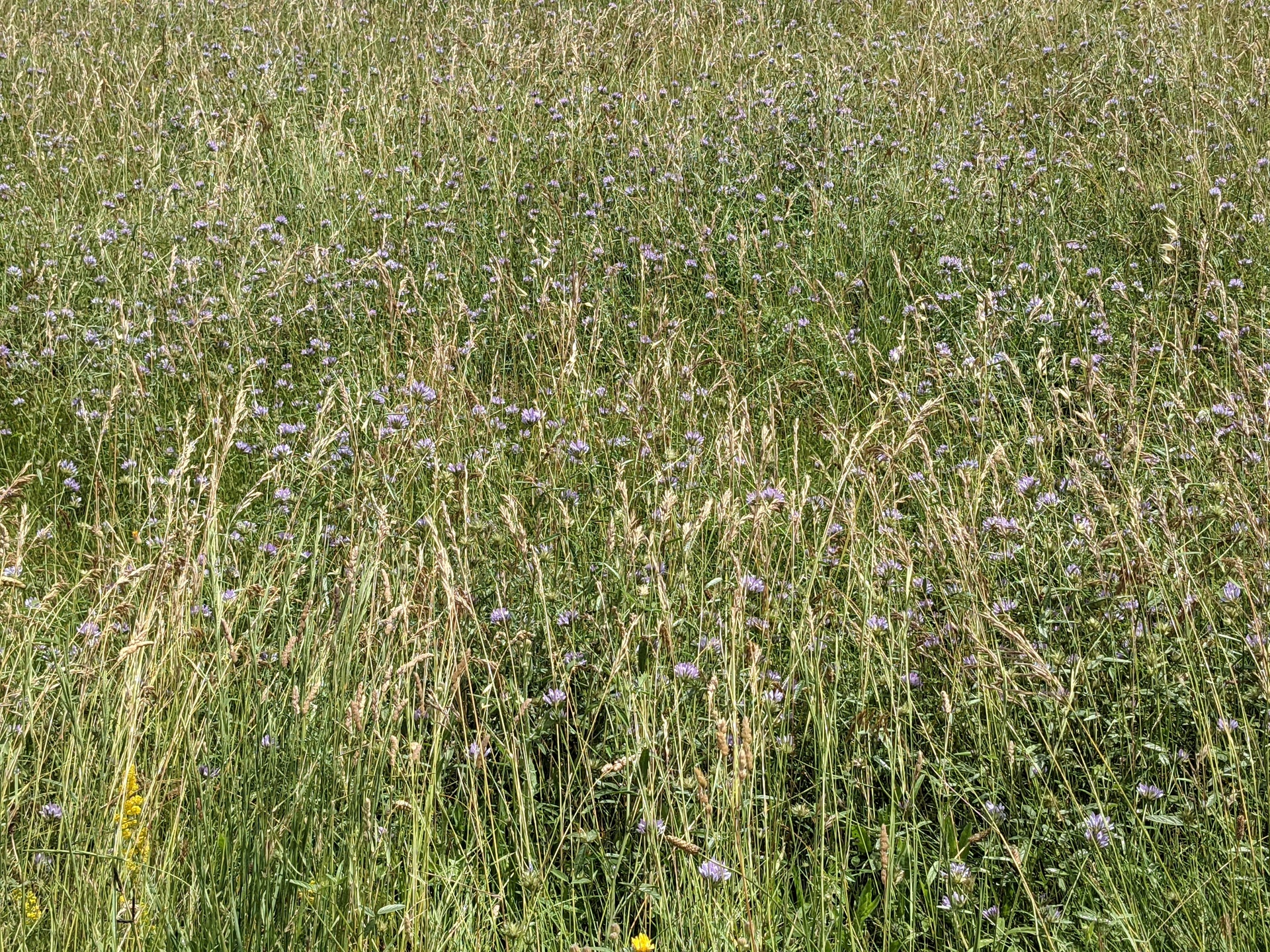De hautes herbes avec quelques fleures de chardon