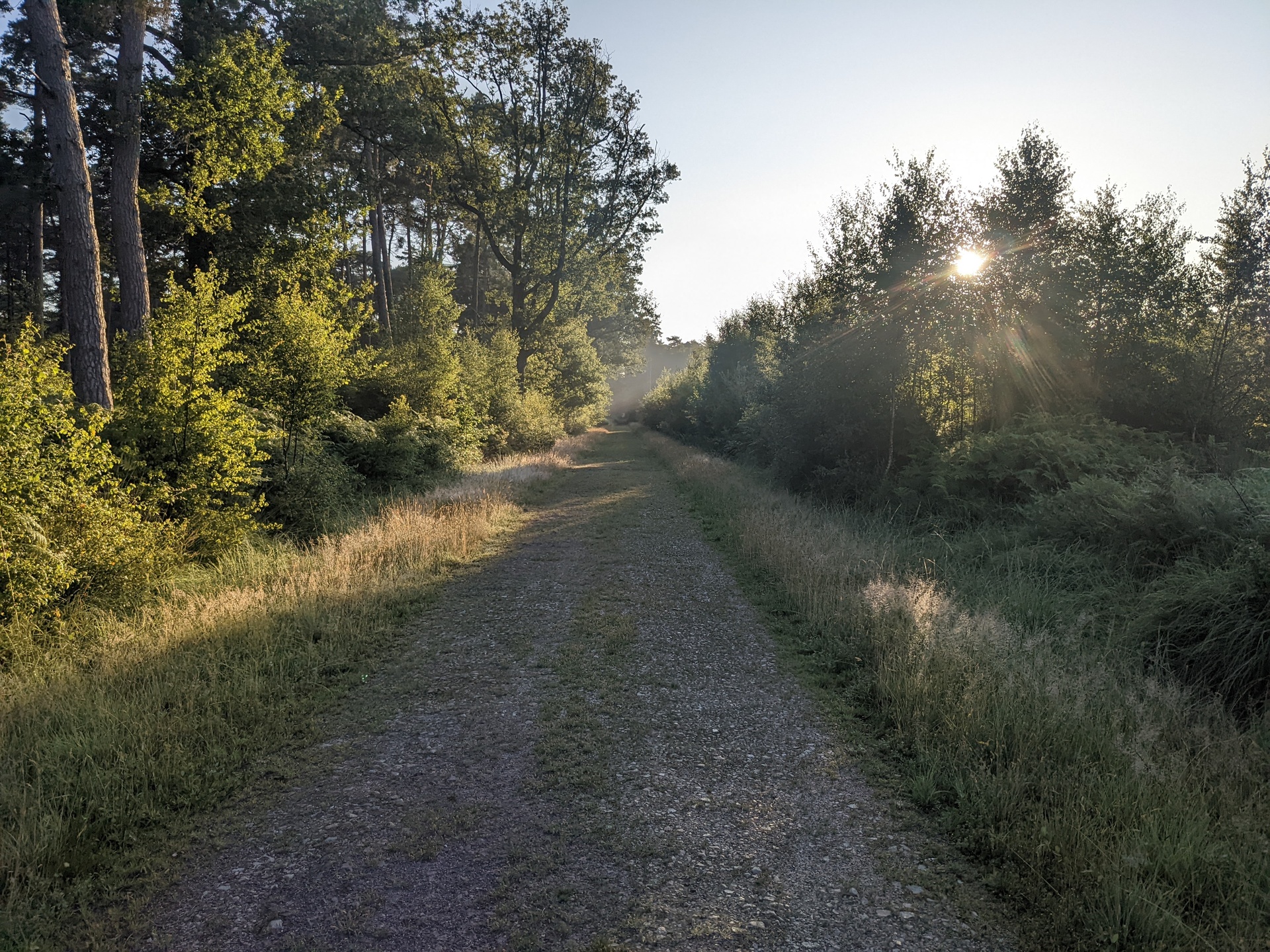 Une route forestiere avec les soleil en contre jour en debut de journee.