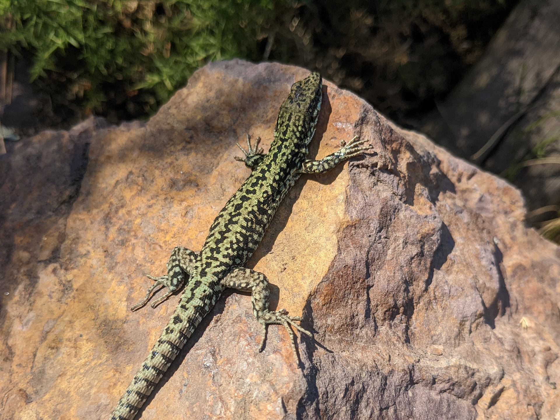 Une sorte de lezard vert tachete de noir sur une pierre mauve et doree.