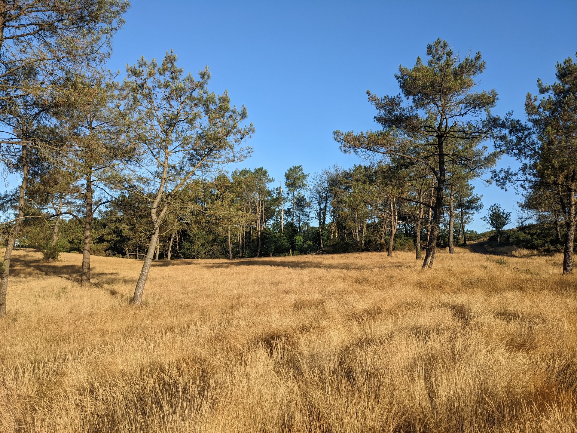Une steppe d'herbes hautes seches avec quelques arbres feillus.